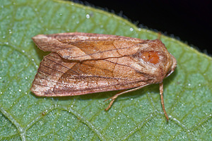 Hydraecia micacea (Noctuidae)  - Noctuelle de la Pomme de Terre - Rosy Rustic Pas-de-Calais [France] 29/08/2016 - 60m