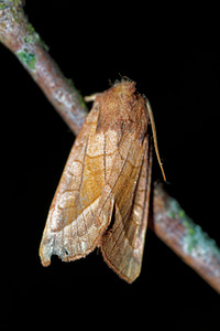 Hydraecia micacea (Noctuidae)  - Noctuelle de la Pomme de Terre - Rosy Rustic Marne [France] 14/08/2016 - 170m