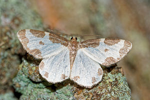 Lomaspilis marginata (Geometridae)  - Bordure entrecoupée, Marginée - Clouded Border Aisne [France] 13/08/2016 - 90m