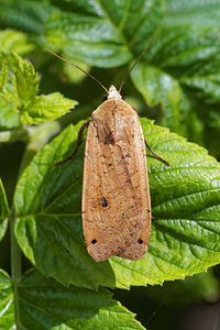 Noctua pronuba (Noctuidae)  - Hibou - Large Yellow Underwing Nord [France] 05/08/2016 - 40m