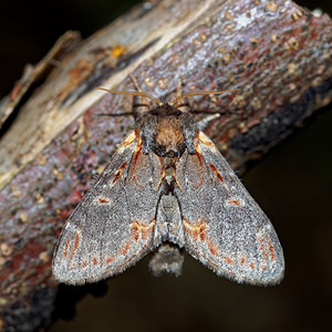 Notodonta dromedarius (Notodontidae)  - Chameau - Iron Prominent Pas-de-Calais [France] 27/08/2016 - 90m