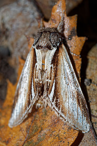 Pheosia gnoma (Notodontidae)  - Bombyx Dictéoide, Faïence - Lesser Swallow Prominent Pas-de-Calais [France] 28/08/2016 - 80m