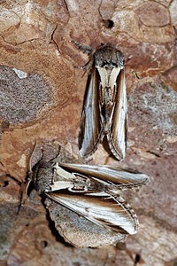 Pheosia gnoma (Notodontidae)  - Bombyx Dictéoide, Faïence - Lesser Swallow Prominent Aisne [France] 13/08/2016 - 90mEn bas, avec Pheosia tremula en haut