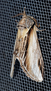 Pheosia tremula (Notodontidae)  - Porcelaine - Swallow Prominent Pas-de-Calais [France] 27/08/2016 - 80m