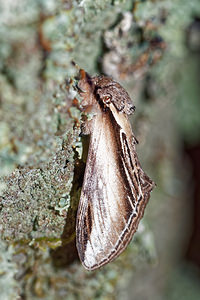 Pheosia tremula (Notodontidae)  - Porcelaine - Swallow Prominent Aisne [France] 13/08/2016 - 90m