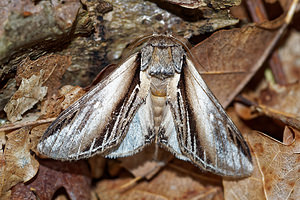 Pheosia tremula (Notodontidae)  - Porcelaine - Swallow Prominent Aisne [France] 13/08/2016 - 90m