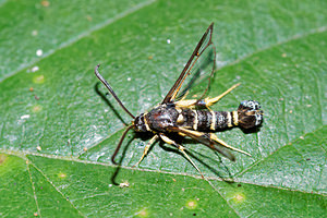 Synanthedon vespiformis (Sesiidae)  - Sésie vespiforme - Yellow-legged Clearwing Pas-de-Calais [France] 27/08/2016 - 80m