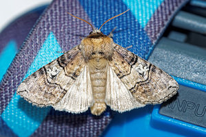 Tethea ocularis (Drepanidae)  - Octogésime Pas-de-Calais [France] 29/08/2016 - 60m