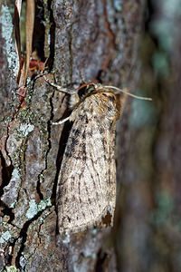 Tethea or (Drepanidae)  - Or, Double-Bande brune - Poplar Lutestring Marne [France] 15/08/2016 - 250m