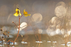 Utricularia neglecta (Lentibulariaceae)  - Utriculaire australe, Utriculaire citrine, Utriculaire élevée, Grande utriculaire, Utriculaire négligée - BladderwortUtricularia tenuicaulis x Utricularia vulgaris. Marne [France] 15/08/2016 - 250m