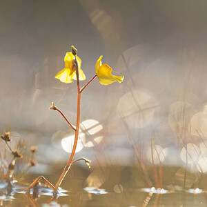 Utricularia neglecta (Lentibulariaceae)  - Utriculaire australe, Utriculaire citrine, Utriculaire élevée, Grande utriculaire, Utriculaire négligée - BladderwortUtricularia tenuicaulis x Utricularia vulgaris. Marne [France] 15/08/2016 - 250m