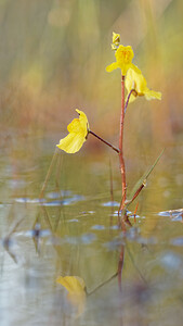 Utricularia neglecta (Lentibulariaceae)  - Utriculaire australe, Utriculaire citrine, Utriculaire élevée, Grande utriculaire, Utriculaire négligée - BladderwortUtricularia tenuicaulis x Utricularia vulgaris. Marne [France] 15/08/2016 - 250m