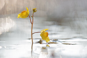 Utricularia neglecta (Lentibulariaceae)  - Utriculaire australe, Utriculaire citrine, Utriculaire élevée, Grande utriculaire, Utriculaire négligée - BladderwortUtricularia tenuicaulis x Utricularia vulgaris. Marne [France] 15/08/2016 - 250m