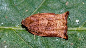 Archips podana (Tortricidae)  - Large Fruit-tree Tortrix Nord [France] 10/09/2016 - 40m