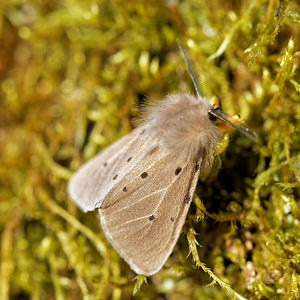 Diaphora mendica (Erebidae)  - Ecaille mendiante - Muslin Moth Loiret [France] 18/04/2017 - 150m