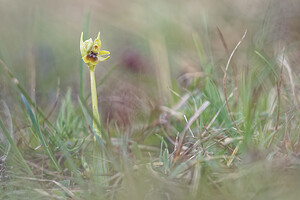 Ophrys araneola sensu auct. plur. (Orchidaceae)  - Ophrys litigieux Aisne [France] 15/04/2017 - 170m