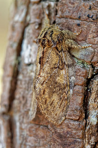 Peridea anceps (Notodontidae)  - Timide - Great Prominent Loiret [France] 18/04/2017 - 150m