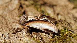 Pheosia gnoma (Notodontidae)  - Bombyx Dictéoide, Faïence - Lesser Swallow Prominent Loiret [France] 18/04/2017 - 150m