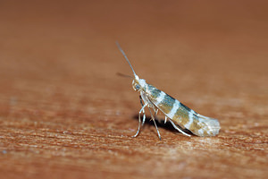 Argyresthia trifasciata (Argyresthiidae)  Nord [France] 26/05/2017 - 40m