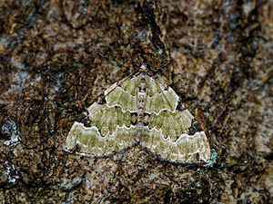 Colostygia pectinataria (Geometridae)  - Cidarie verdâtre - Green Carpet Nord [France] 24/05/2017 - 50m