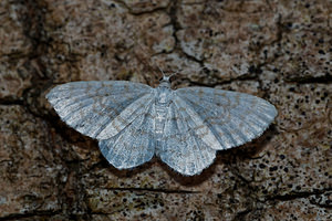 Idaea pallidata (Geometridae)  - Acidalie disparate, Acidalie pâle Nord [France] 25/05/2017 - 50m