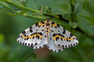 Abraxas grossulariata (Geometridae)  - Zérène du Groseillier - Magpie [moth] Doubs [France] 30/06/2017 - 840m