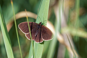 Aphantopus hyperantus (Nymphalidae)  - Tristan - Ringlet Doubs [France] 28/06/2017 - 750m