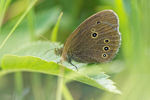 Aphantopus hyperantus (Nymphalidae)  - Tristan - Ringlet Doubs [France] 28/06/2017 - 750m