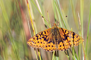 Boloria aquilonaris (Nymphalidae)  - Nacré de la Canneberge Jura [France] 30/06/2017 - 870m