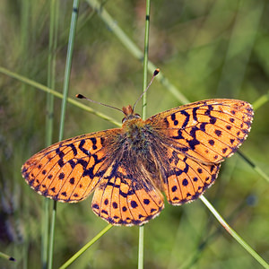 Boloria aquilonaris (Nymphalidae)  - Nacré de la Canneberge Jura [France] 30/06/2017 - 870m