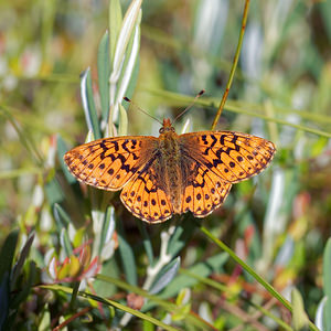 Boloria aquilonaris (Nymphalidae)  - Nacré de la Canneberge Jura [France] 30/06/2017 - 870m