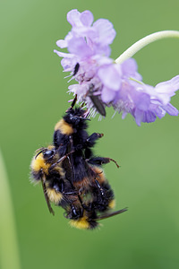 Bombus pratorum (Apidae)  - Bourdon des prés - Early Bumble Bee Doubs [France] 30/06/2017 - 840m