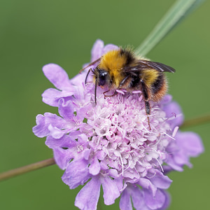 Bombus pratorum (Apidae)  - Bourdon des prés - Early Bumble Bee Doubs [France] 30/06/2017 - 840m