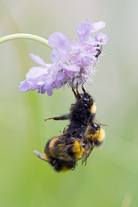 Bombus pratorum (Apidae)  - Bourdon des prés - Early Bumble Bee Doubs [France] 30/06/2017 - 840m