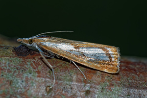 Catoptria permutatellus (Crambidae)  - Crambus permuté Meuse [France] 26/06/2017 - 360m