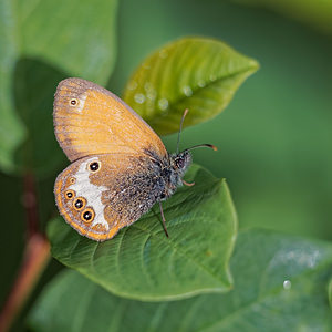 Coenonympha arcania (Nymphalidae)  - Céphale, Doubs [France] 28/06/2017 - 750m