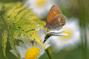 Coenonympha glycerion Fadet de la Mélique