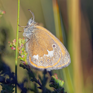 Coenonympha tullia Fadet des tourbières Large Heath