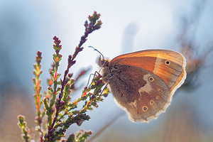 Coenonympha tullia Fadet des tourbières Large Heath