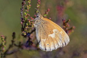 Coenonympha tullia (Nymphalidae)  - Fadet des tourbières - Large Heath Jura [France] 30/06/2017 - 870m