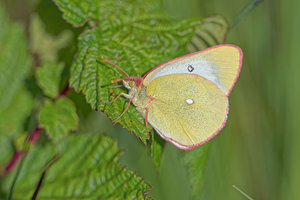 Colias palaeno (Pieridae)  - Solitaire - Moorland Clouded Yellow Jura [France] 30/06/2017 - 870m