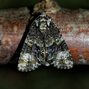 Craniophora ligustri (Noctuidae)  - Troënière - Coronet Meuse [France] 26/06/2017 - 360m