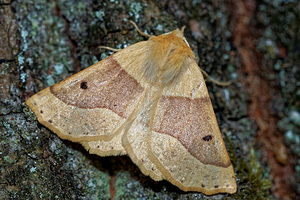 Crocallis elinguaria (Geometridae)  - Phalène de la Mancienne, Crocalle commune - Scalloped Oak Philippeville [Belgique] 25/06/2017 - 220m