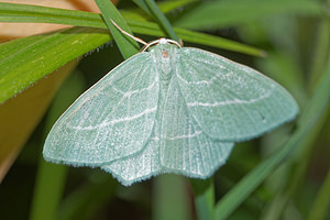 Hemistola chrysoprasaria (Geometridae)  - Hémithée printanière - Small Emerald Meuse [France] 26/06/2017 - 360m