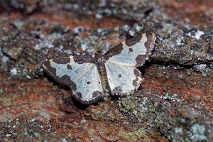 Lomaspilis marginata (Geometridae)  - Bordure entrecoupée, Marginée - Clouded Border Philippeville [Belgique] 25/06/2017 - 220m