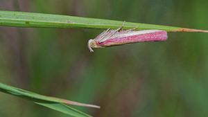 Oncocera semirubella (Pyralidae)  - Ilythie incarnat Philippeville [Belgique] 25/06/2017 - 220m