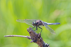 Orthetrum cancellatum (Libellulidae)  - Orthétrum réticulé - Black-tailed Skimmer Doubs [France] 28/06/2017 - 750m