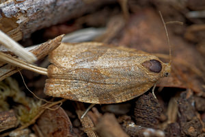 Pandemis cerasana (Tortricidae)  - Barred Fruit-tree Tortrix Philippeville [Belgique] 25/06/2017 - 220m