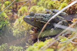 Pelophylax kl. esculentus (Ranidae)  - Grenouille verte, Grenouille commune - Edible Frog Jura [France] 30/06/2017 - 870m