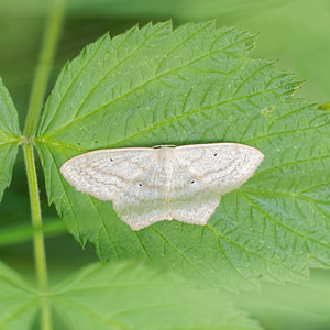 Scopula corrivalaria (Geometridae)  - Acidalie de Kretschmar Doubs [France] 28/06/2017 - 750m